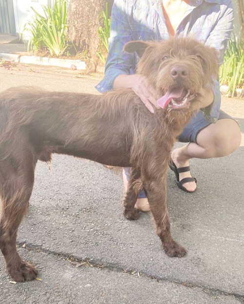 Famílias continuam abandonando cães e gatos em toda a região. Faça