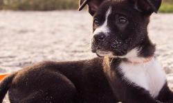 ​Cães na faixa de areia: como proteger e preparar o seu animal para curtir a praia